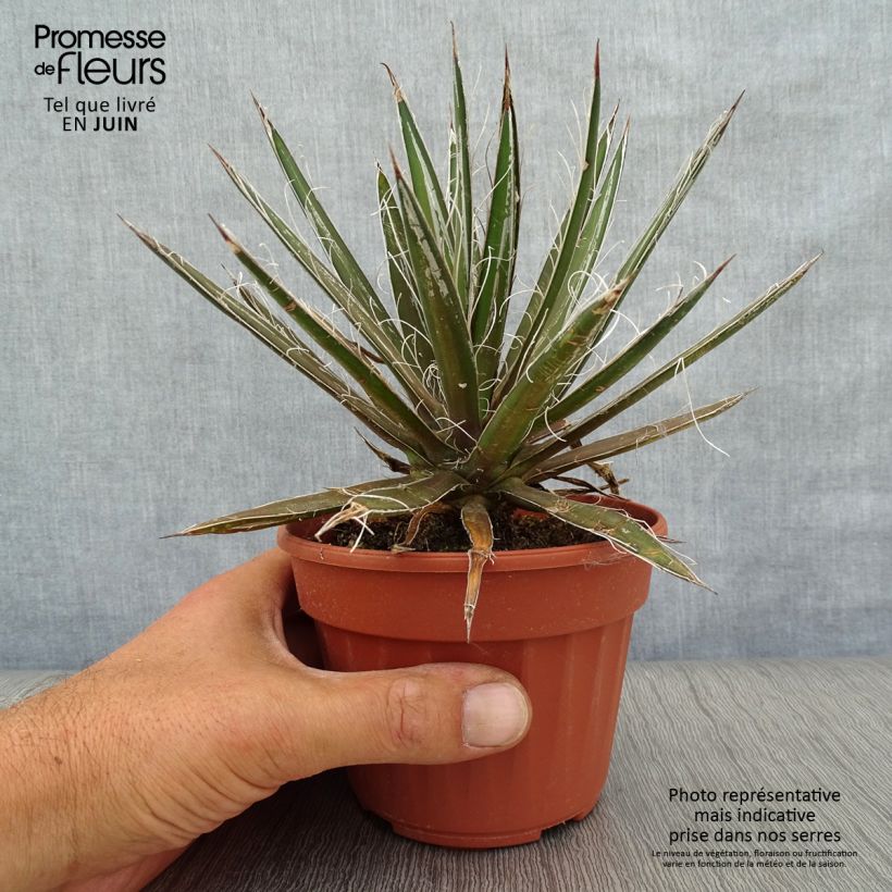 Exemplar von Agave filifera Kleine Töpfe von 8/9 cm wie im Sommer geliefert