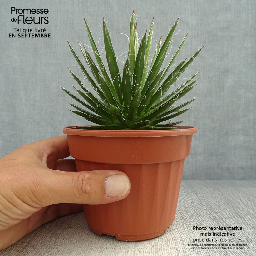 Example of Agave filifera Kleine Töpfe von 8/9 cm as you get in automne