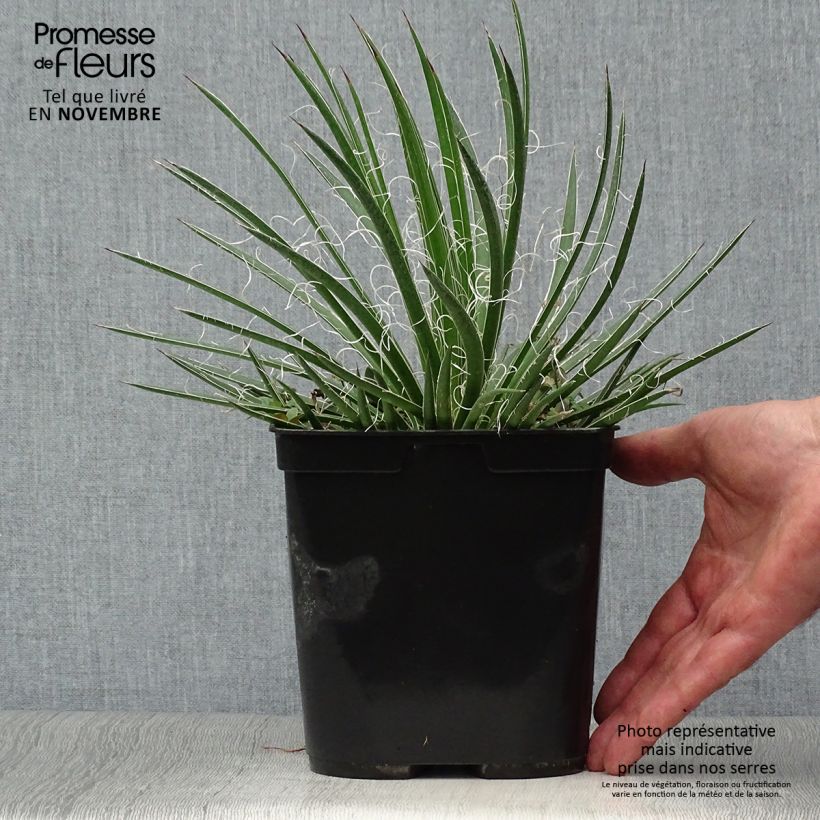 Example of Agave geminiflora Topf mit 2L/3L as you get in automne