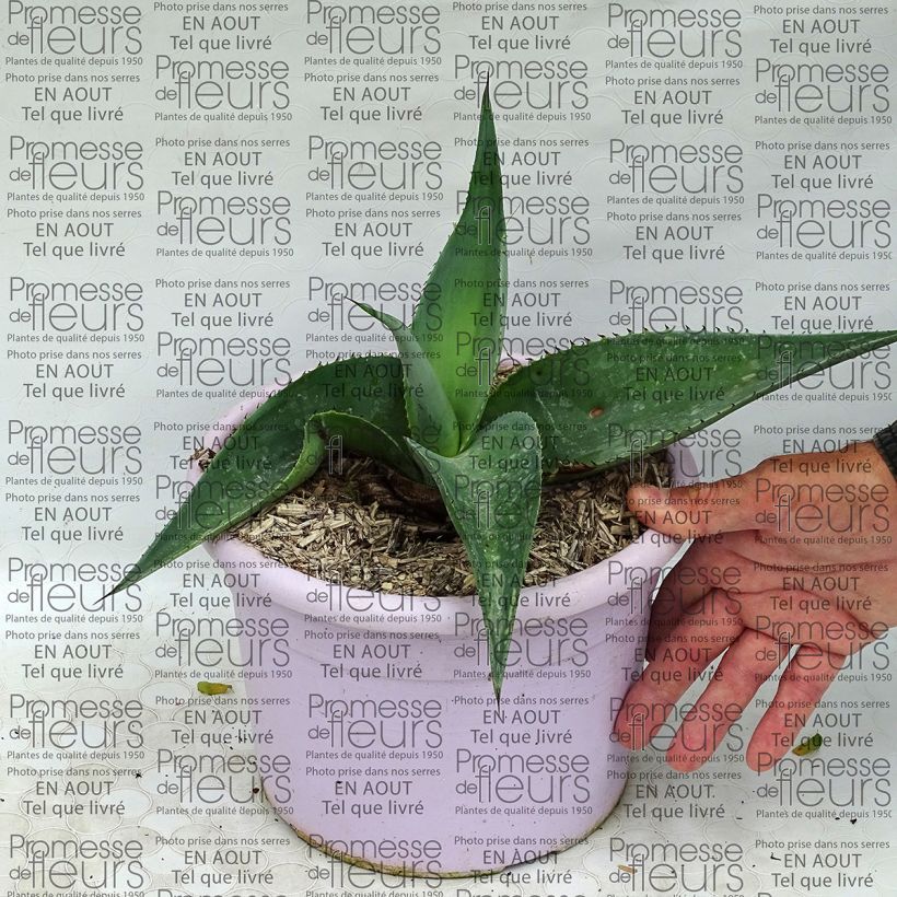 Example of Agave guiengola Topf mit 2L/3L as you get