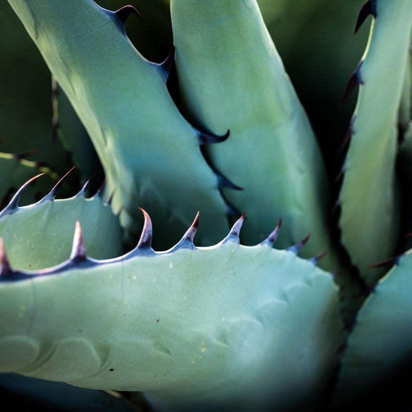 Agave havardiana (Laub)