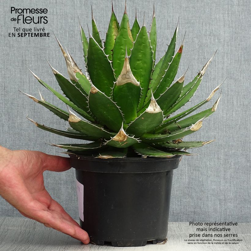 Exemplar von Agave horrida Topf mit 3L/4L wie im Sommer geliefert