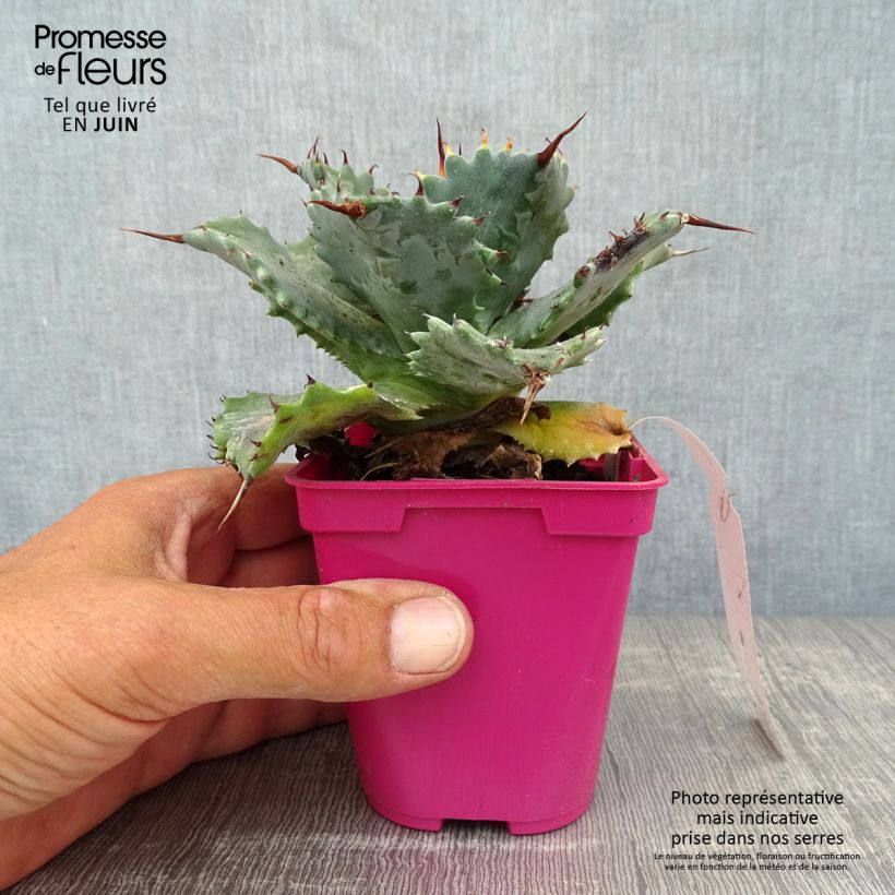 Exemplar von Agave isthmensis Topf 10 cm/11cm wie im Sommer geliefert