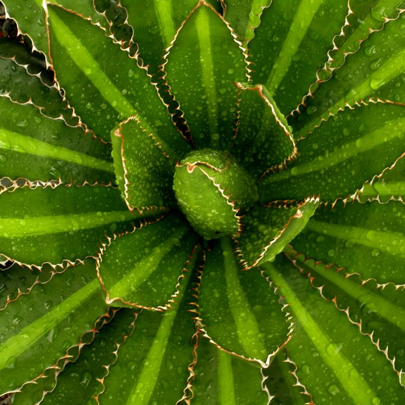 Agave lophantha Splendida (Laub)