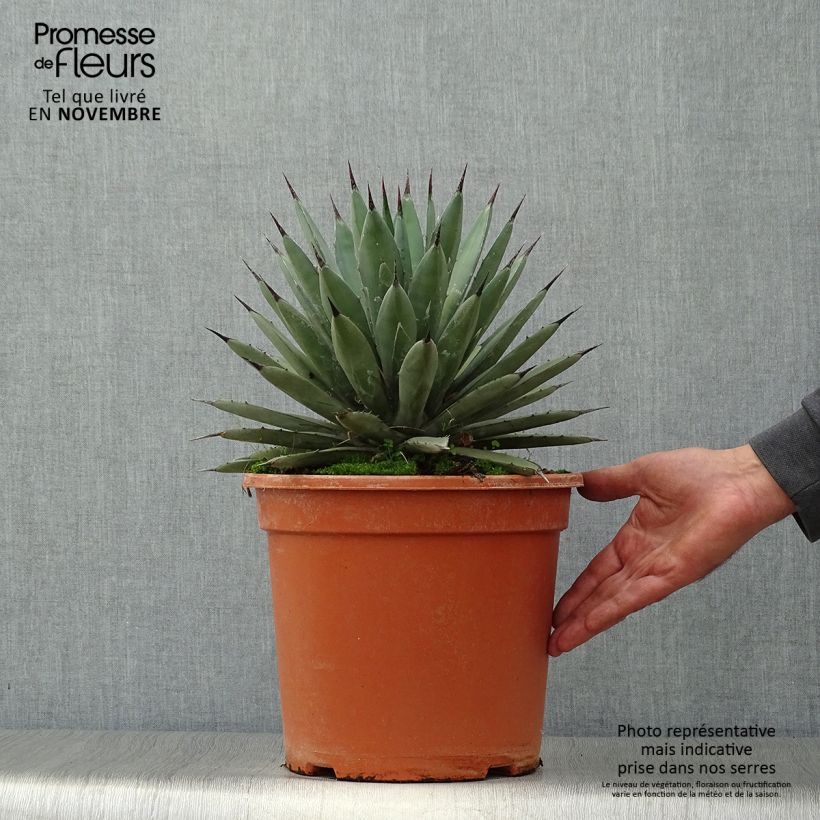 Example of Agave macroacantha Topf mit 7,5L/10L as you get in automne