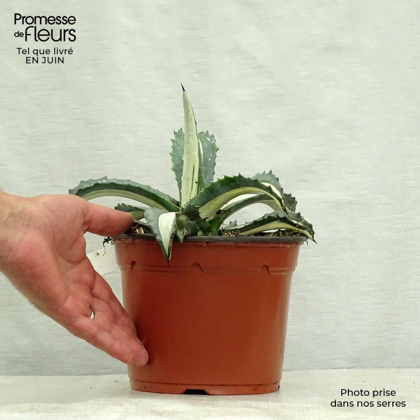 Exemplar von Agave americana mediopicta Alba - Amerikanische Agave Topf mit 2L/3L wie im Sommer geliefert