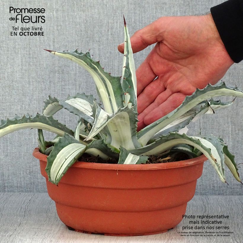 Example of Agave americana mediopicta Alba - Amerikanische Agave Topf mit 2L/3L as you get in automne