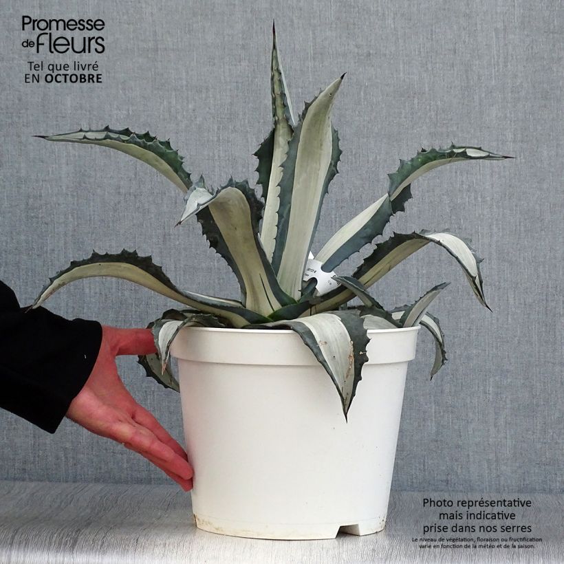 Example of Agave americana mediopicta Alba - Amerikanische Agave Topf mit 7,5L/10L as you get in automne