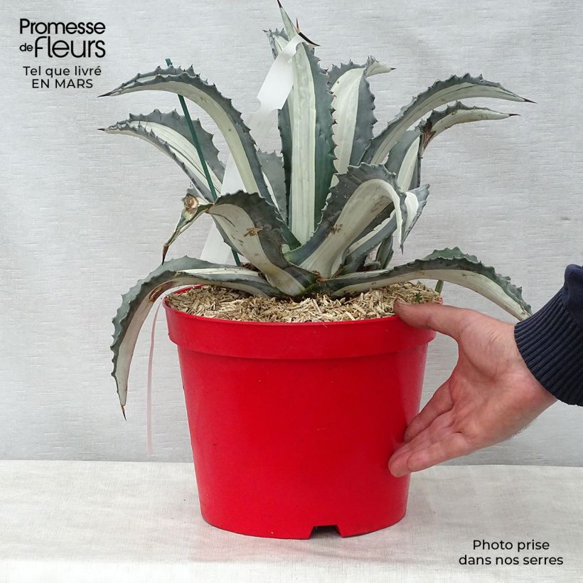 Exemplar von Agave americana mediopicta Alba - Amerikanische Agave Topf mit 7,5L/10L wie im Frühjahr geliefert