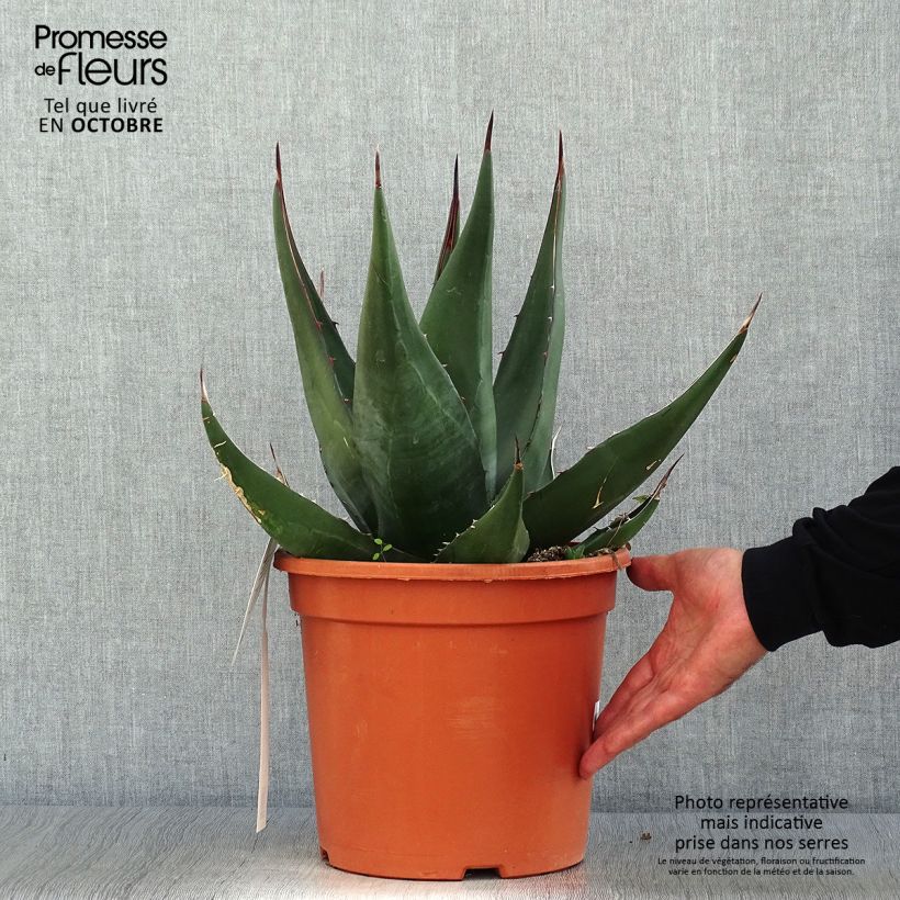 Example of Agave montana - Berg-Agave Topf mit 7,5L/10L as you get in automne