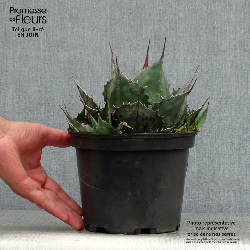 Exemplar von Agave parrasana Topf mit 3L/4L wie im Sommer geliefert