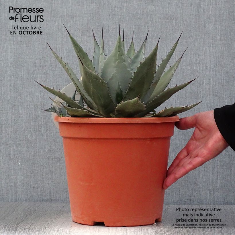 Example of Agave parryi var. neomexicana Topf mit 7,5L/10L as you get in automne