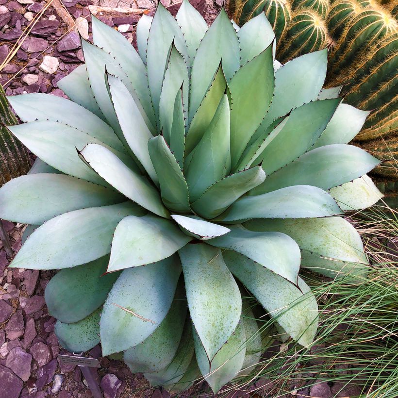 Agave potatorum var. verschaffeltii (Hafen)