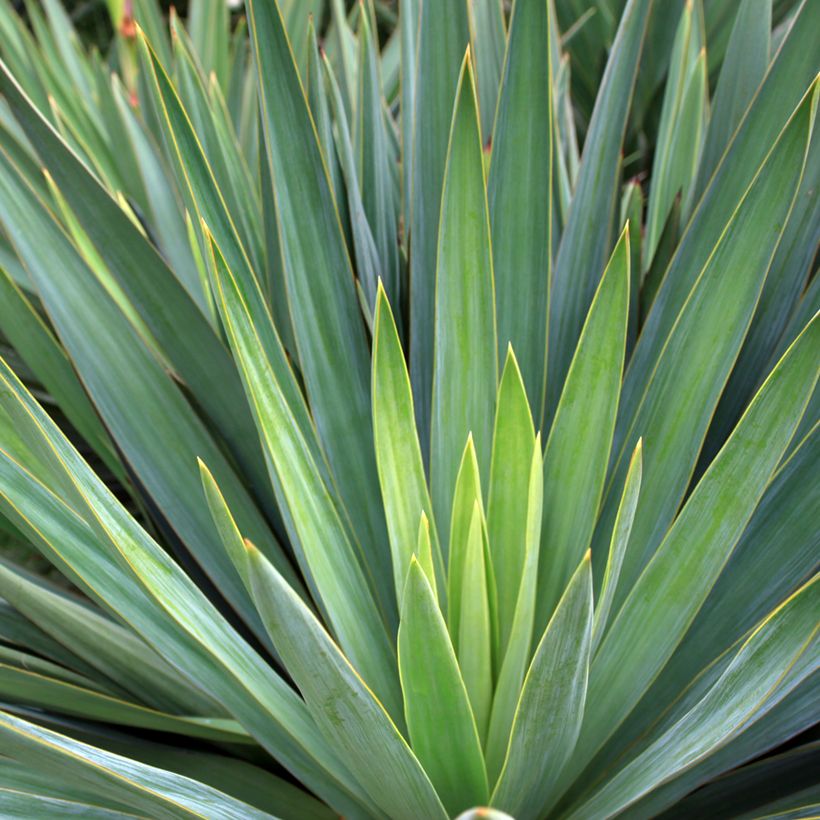 Agave sisalana - Sisal-Agave (Laub)