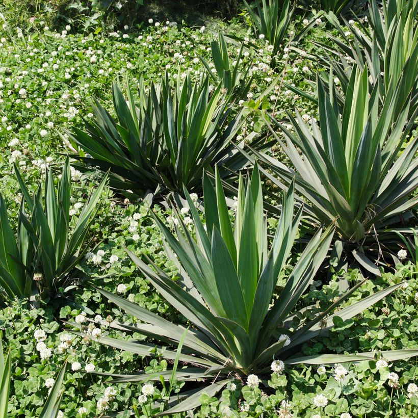 Agave sisalana - Sisal-Agave (Hafen)