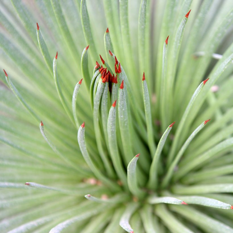 Agave stricta (Laub)