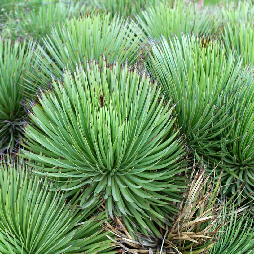 Agave stricta (Hafen)