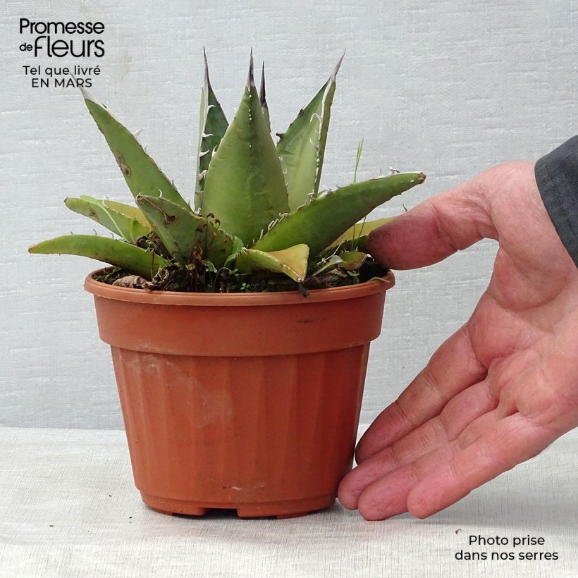 Exemplar von Agave titanota Topf 12 cm / 13 cm wie im Frühjahr geliefert