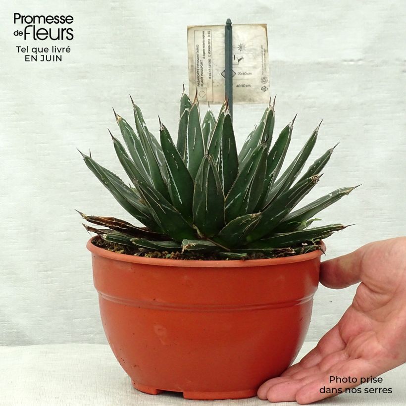 Exemplar von Agave victoriae-reginae - Königin-Victoria-Agave Topf mit 2L/3L wie im Sommer geliefert