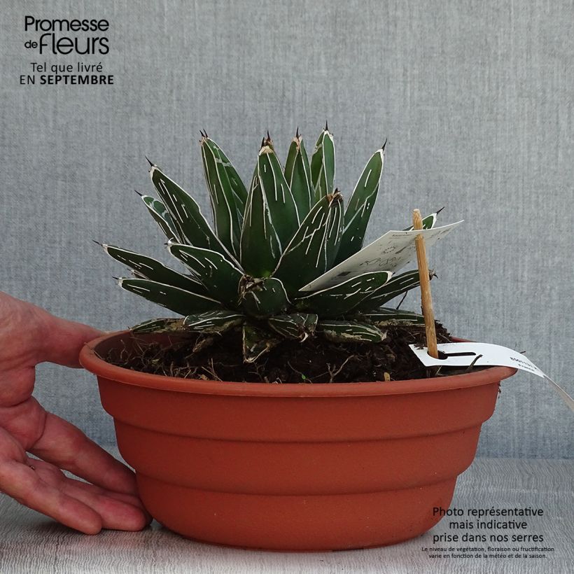 Exemplar von Agave victoriae-reginae - Königin-Victoria-Agave Topf mit 4L/5L wie im Sommer geliefert