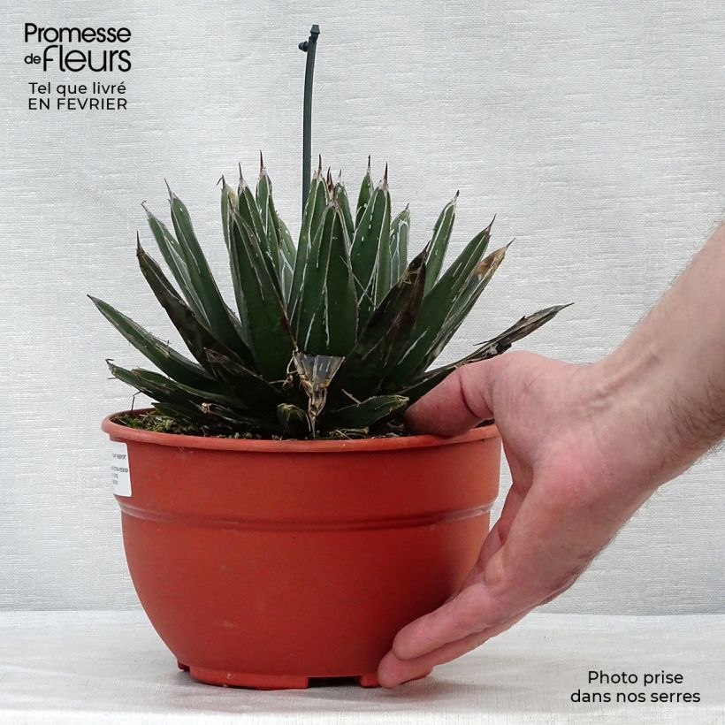 Exemplar von Agave victoriae-reginae - Königin-Victoria-Agave Topf mit 4L/5L wie im Winter geliefert