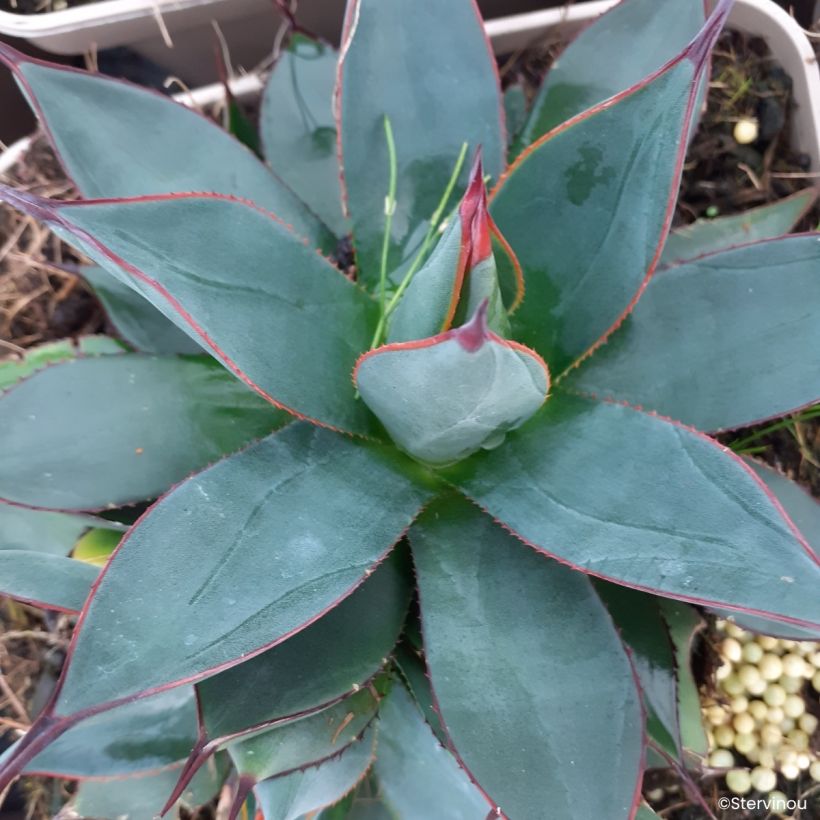 Agave attenuata Blue Ember - Drachenbaum-Agave (Blüte)