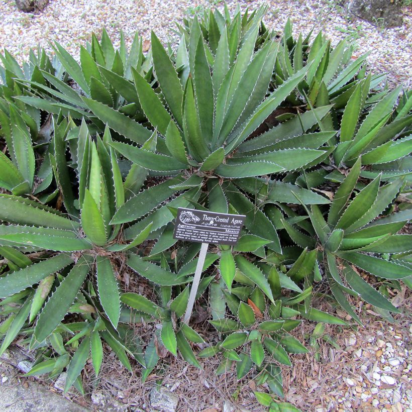 Agave lophantha (Hafen)