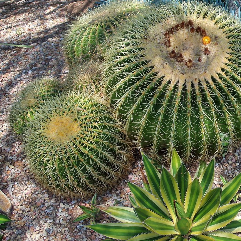 Agave lophantha Quadricolor (Hafen)