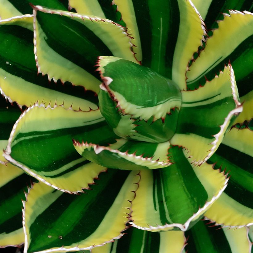 Agave lophantha Quadricolor (Laub)