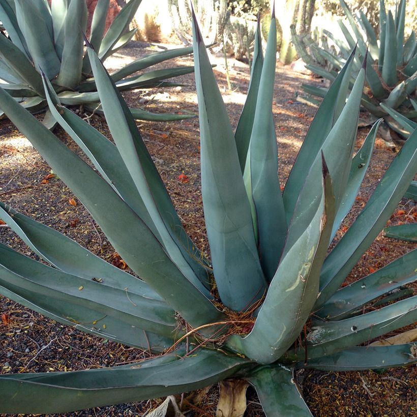 Agave x nigra (Hafen)