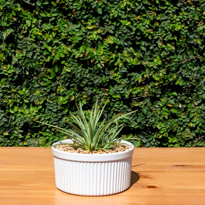 Agave stricta Nana (Hafen)