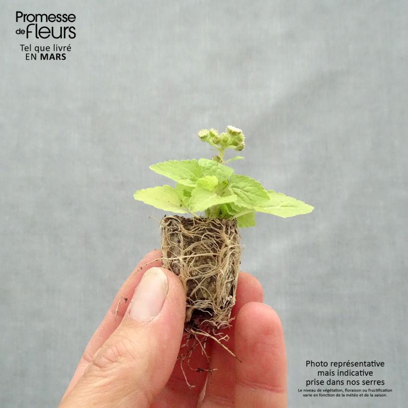 Example of Ageratum Cushion White - Leberbalsam Mini-Plug Ø 1,5/2,5 cm as you get in printemps