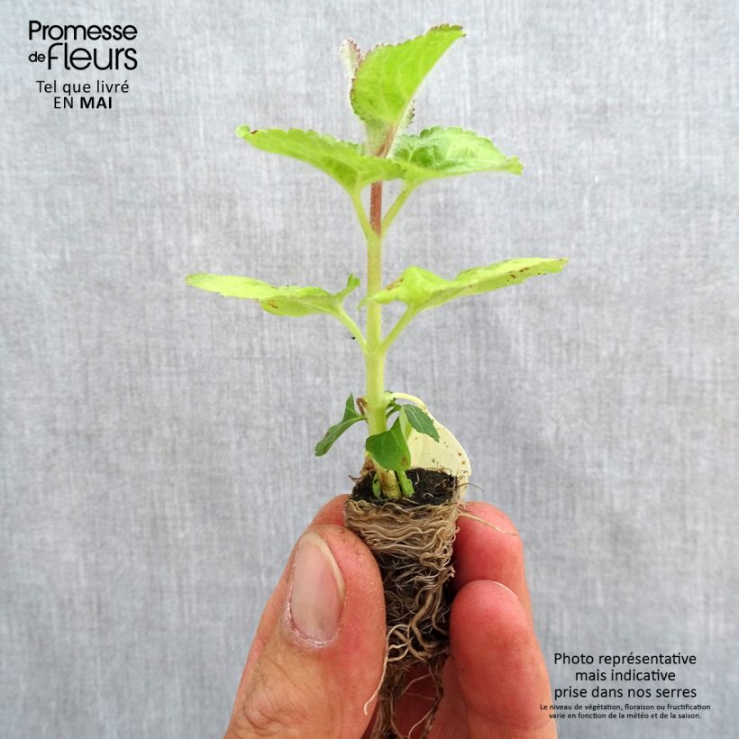 Example of Ageratum City Blue - Leberbalsam Mini-Plug Ø 3/4 cm as you get in printemps