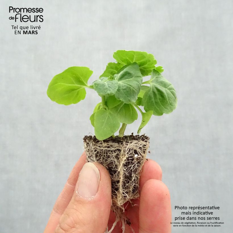 Example of Ageratum City Blue - Leberbalsam Jardi-Plug: Wurzelballen 3,8 cm x 3,2 cm in Anzuchtplatte à 15 Stück. as you get in printemps