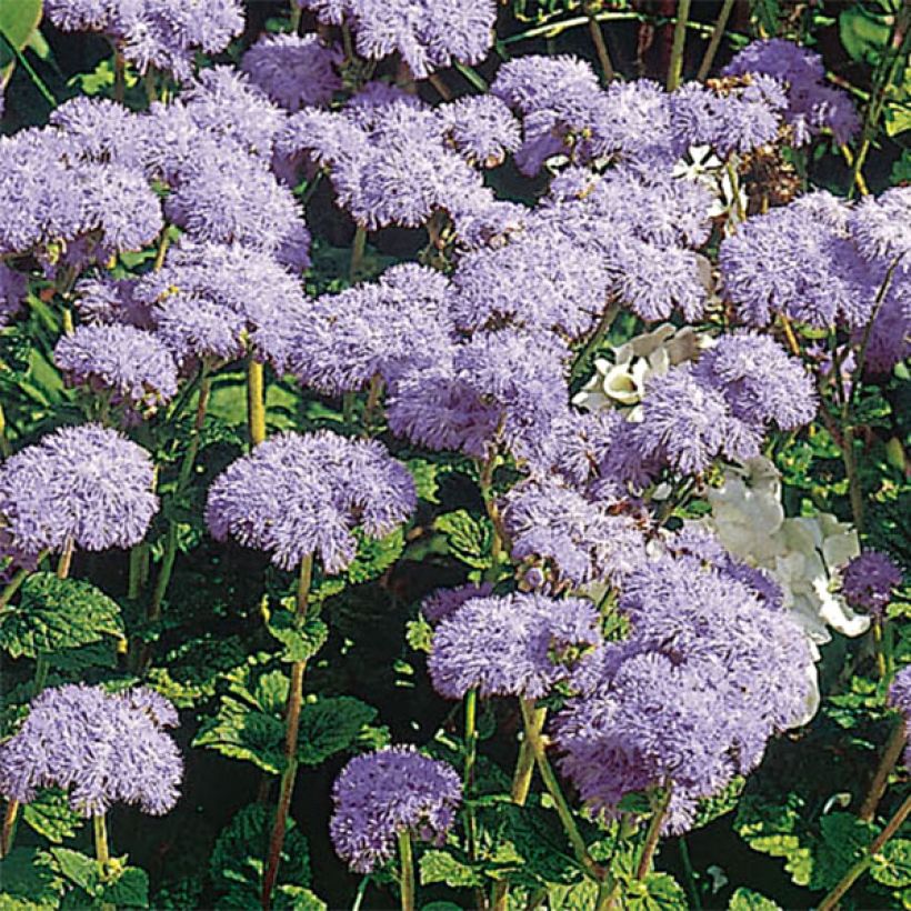Ageratum City Blue - Leberbalsam (Flowering)