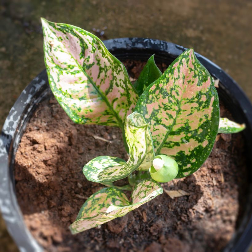 Aglaonema Beauty - Kolbenfaden (Laub)