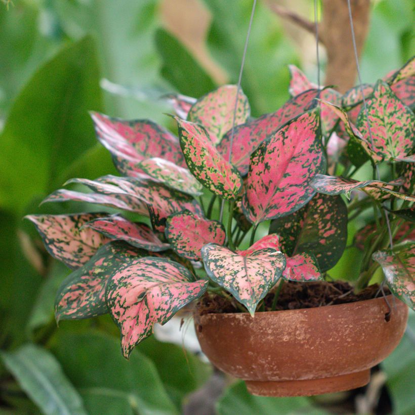 Aglaonema Beauty - Kolbenfaden (Wuchs)