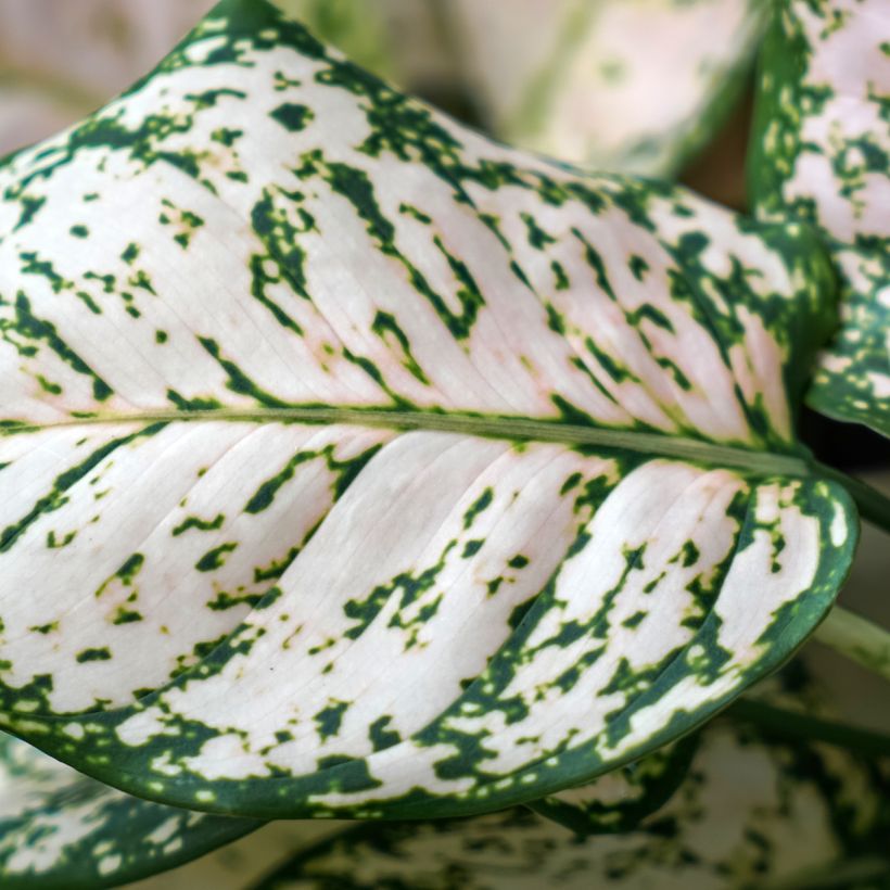 Aglaonema Variegata Pearls - Kolbenfaden (Laub)