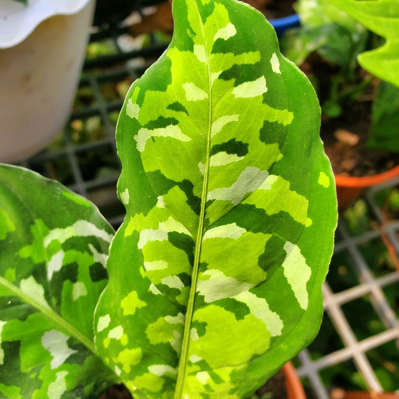 Aglaonema pictum Tricolor - Kolbenfaden (Foliage)