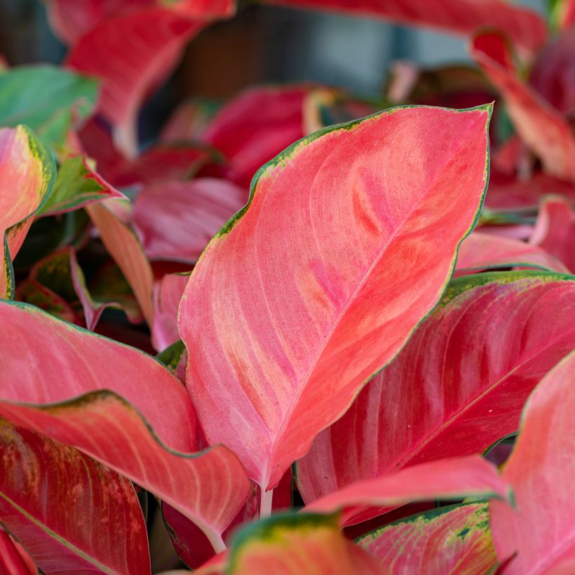 Aglaonema Rich Red - Kolbenfaden (Laub)