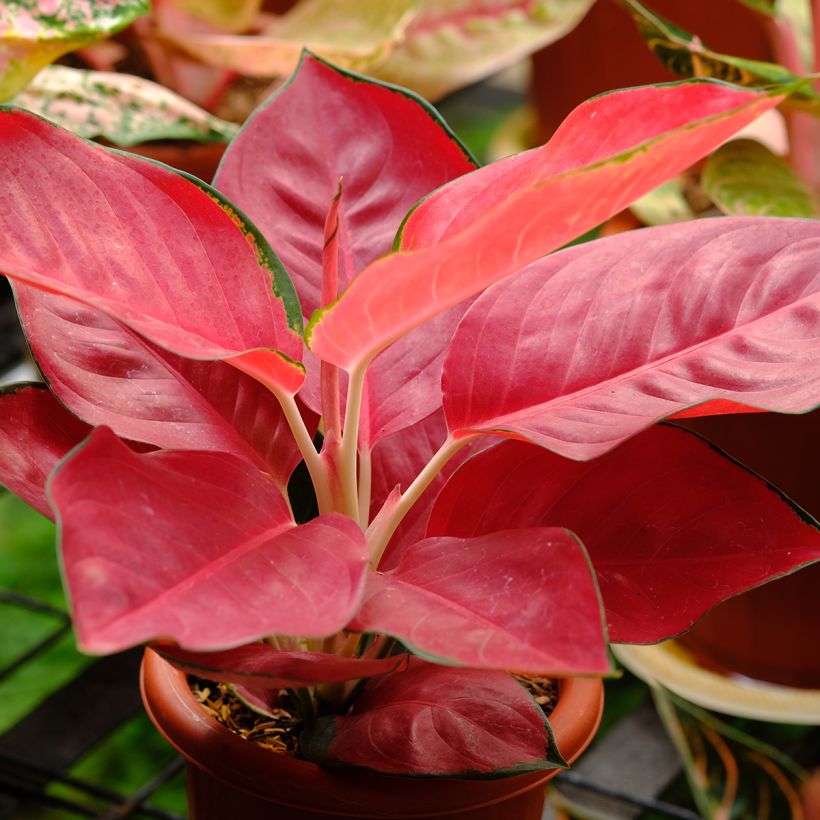 Aglaonema Rich Red - Kolbenfaden (Wuchs)