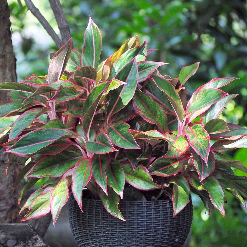 Aglaonema Siam Aurora - Kolbenfaden (Wuchs)