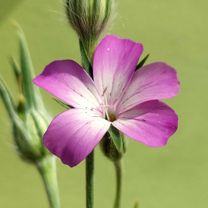 Graines de Nielle des Blés BIO - Agrostemma githago (Blüte)