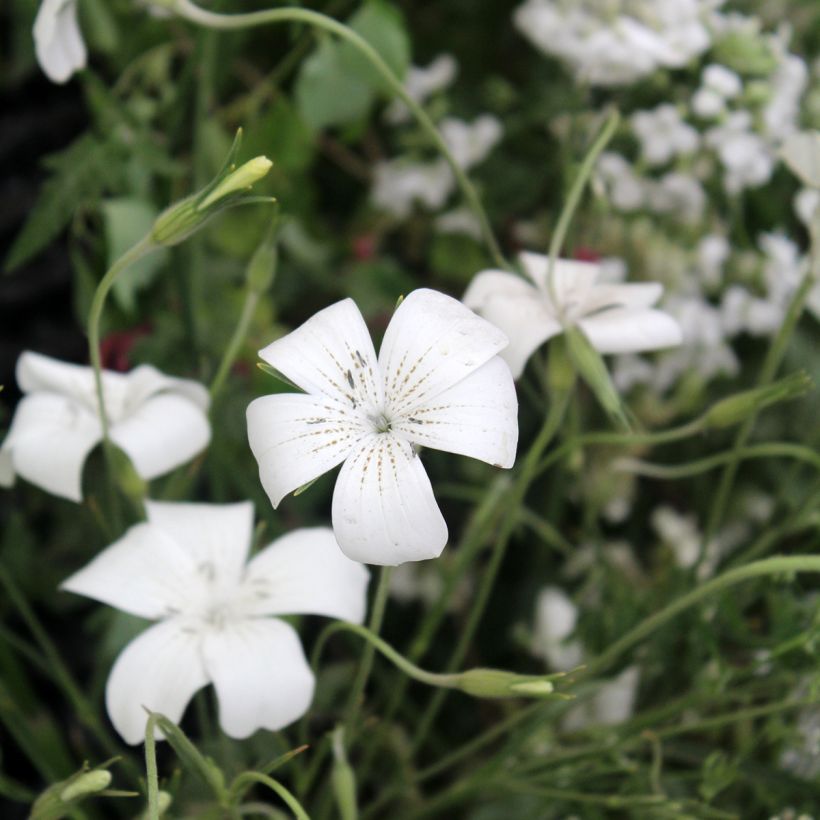 Agrostemma githago Ocean Pearl (Samen) - Gewöhnliche Kornrade (Flowering)
