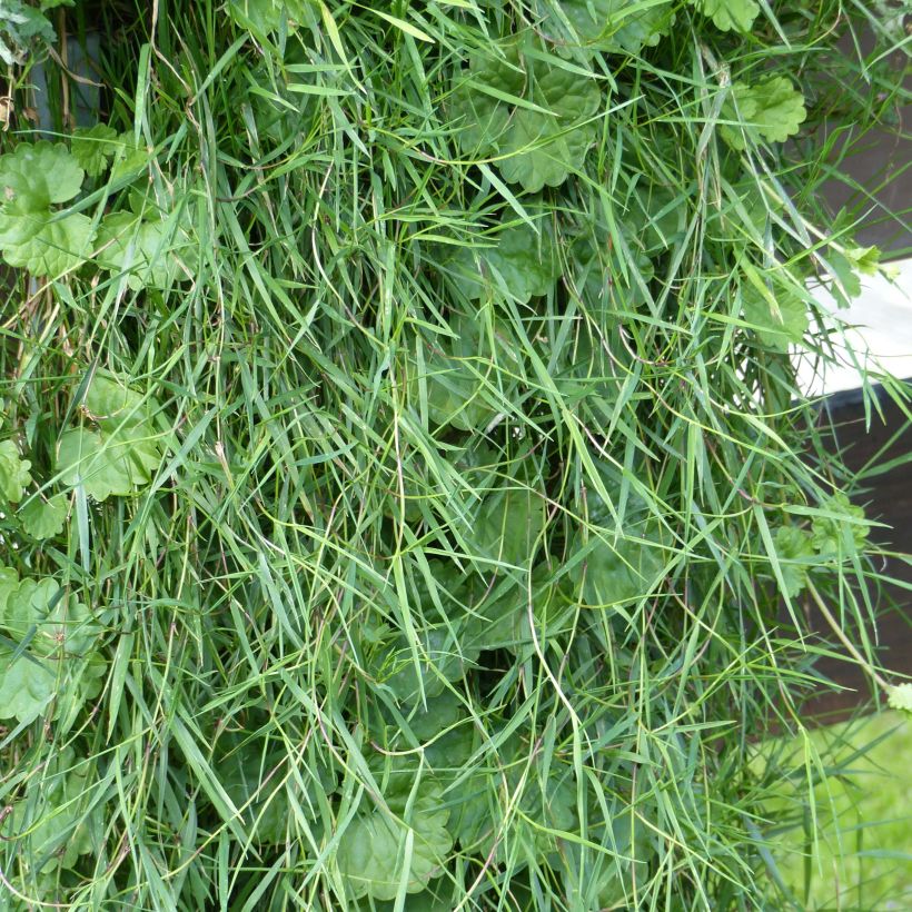 Agrostis stolonifera Bamboo Grass Green Twist - Weißes Straußgras (Foliage)