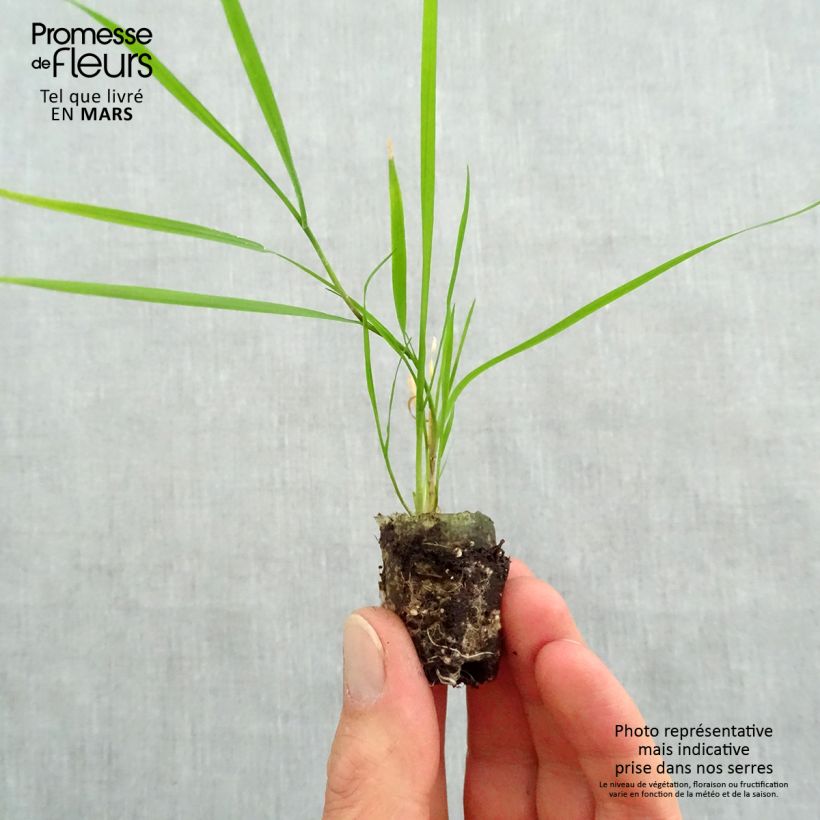 Example of Agrostis stolonifera Bamboo Grass Green Twist - Weißes Straußgras Mini-Plug Ø 1,5/2,5 cm as you get in printemps