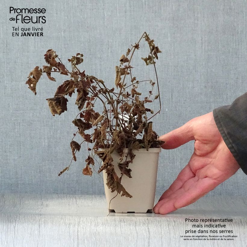 Exemplar von Agrimonia eupatoria - Gemeiner Odermennig Kleine Töpfe von 8/9 cm wie im Winter geliefert