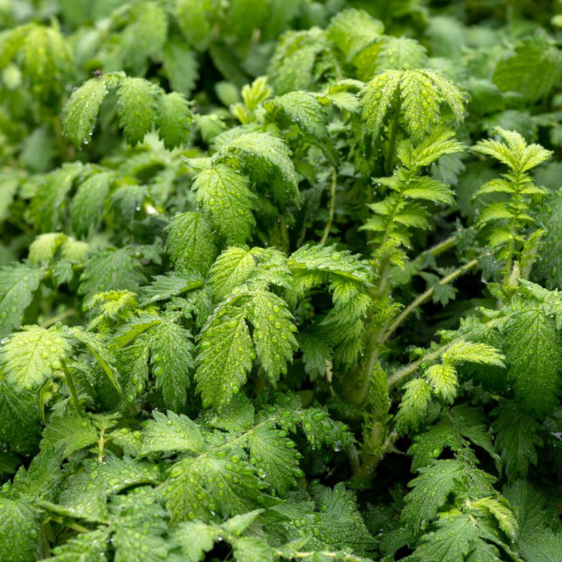 Agrimonia eupatoria - Gemeiner Odermennig (Foliage)