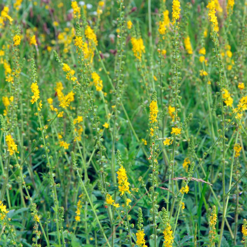 Agrimonia eupatoria - Gemeiner Odermennig (Plant habit)
