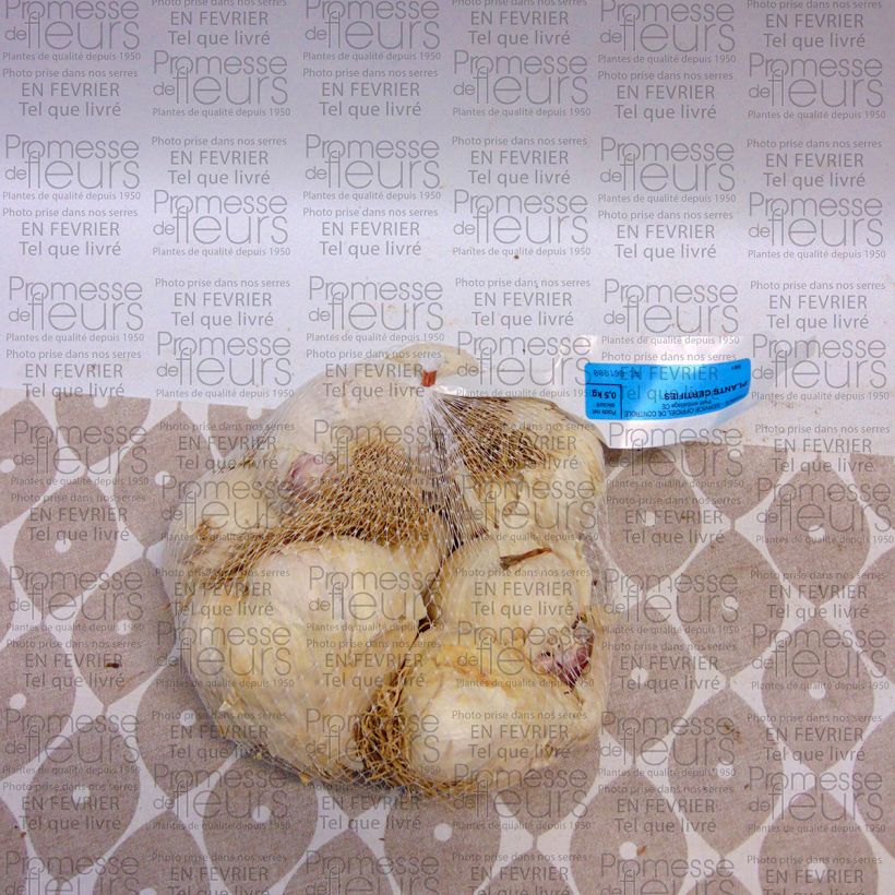 Example of Allium sativum Flavor - Knoblauch Stück size 45/+ mm as you get